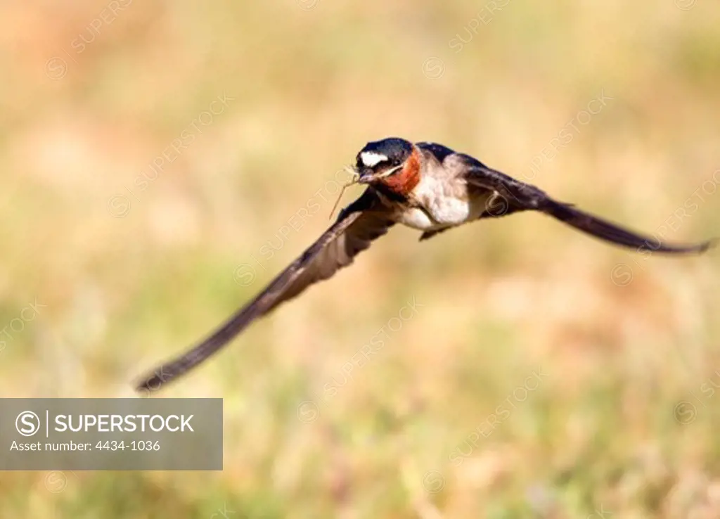 Cliff Swallow (Petrochelidon pyrrhonota) in flight carrying dead grass as nesting material, San Simeon, San Luis Obispo County, California, USA
