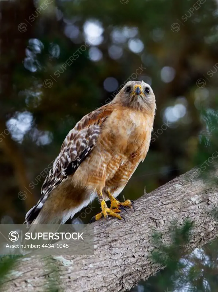 Red-Shouldered Hawk (Buteo lineatus) perching on a tree, Cambria, San Luis Obispo County, California, USA