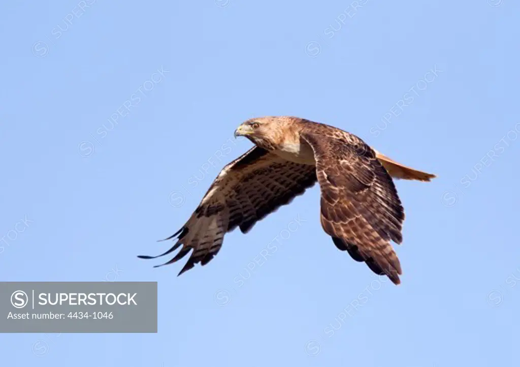 Low angle view of a Red-Shouldered Hawk (Buteo lineatus) in flight, Cambria, San Luis Obispo County, California, USA