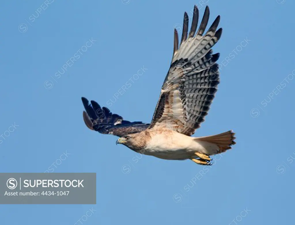 Low angle view of a Red-Shouldered Hawk (Buteo lineatus) in flight, Cambria, San Luis Obispo County, California, USA