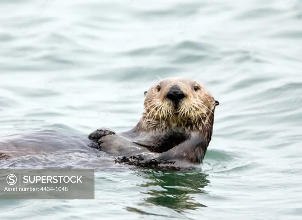 Sea otter (Enhydra lutris) in the ocean, Morro Bay Harbor, Morro Bay, San Luis Obispo County, California, USA
