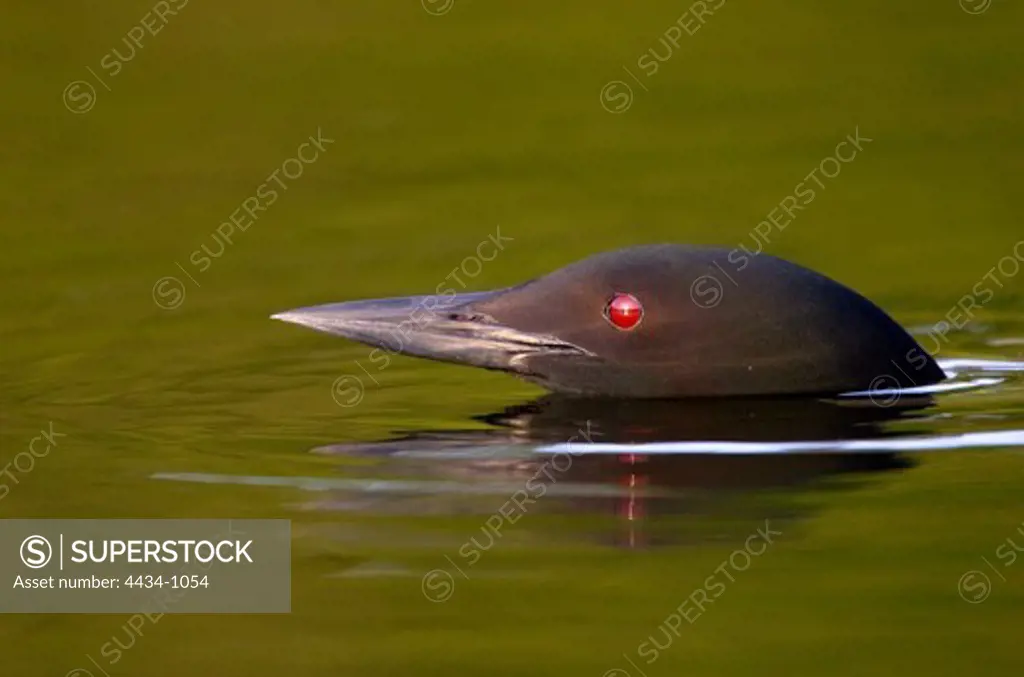 USA, Michigan, Common Loon (Gavia immer) diving, side view