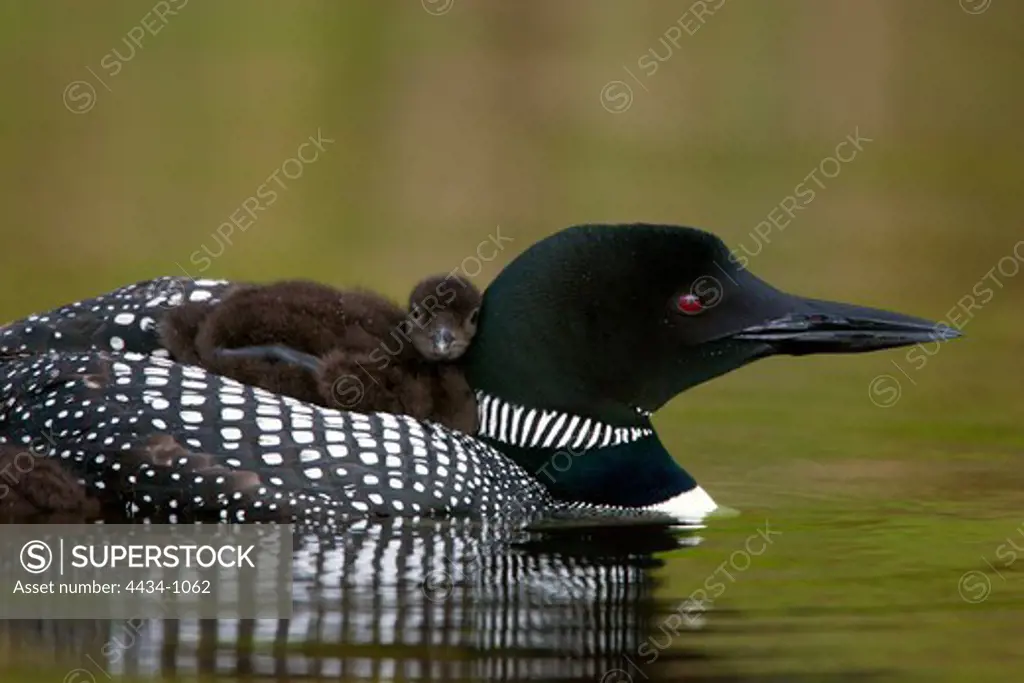 USA, Michigan, Great Northern Loon (Gavia immer) with chick, side view