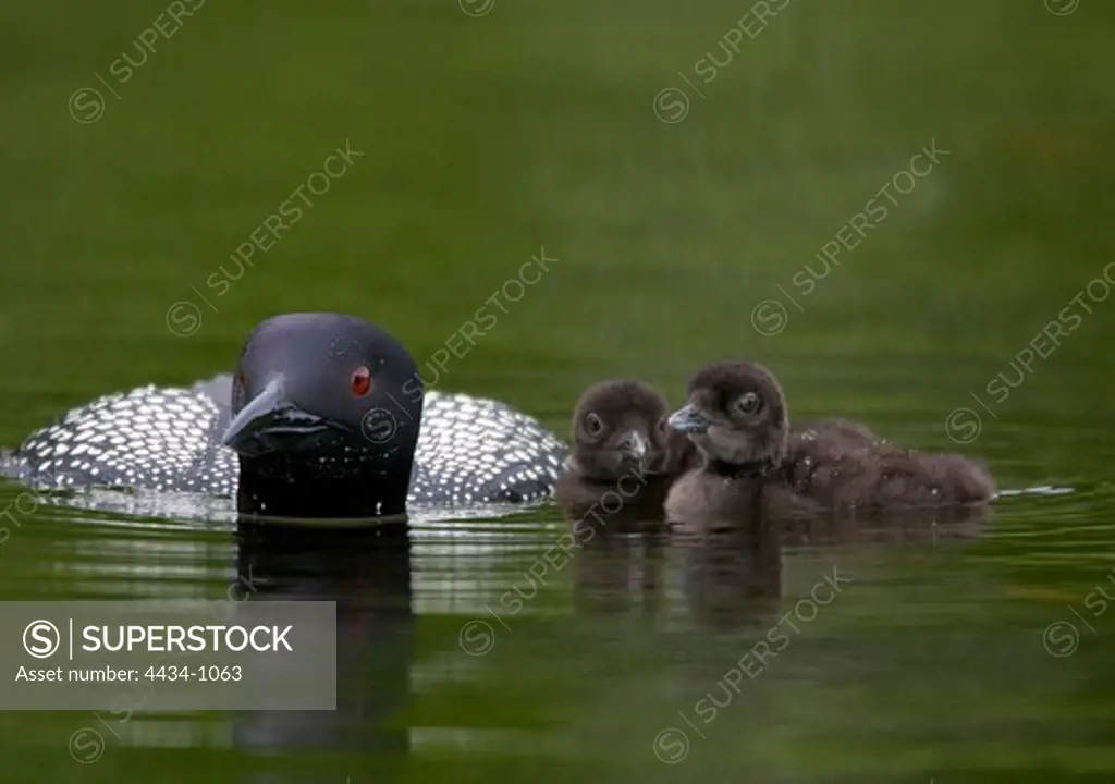 USA, Michigan, Great Northern Loon (Gavia immer) with two chicks