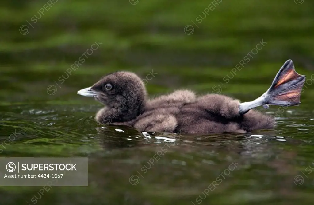 USA, Michigan, Great Northern Loon (Gavia immer) chick on water