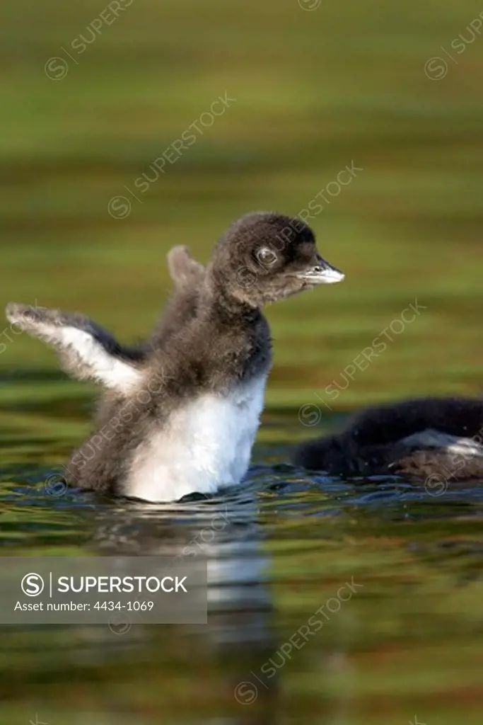 USA, Michigan, Great Northern Loon (Gavia immer) chick on water
