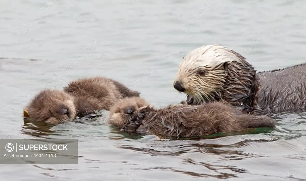 USA, California, Morro Bay, Twin sea otters (Enhydra lutris), Extremely rare