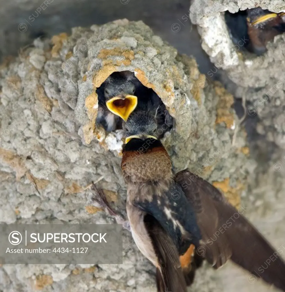 USA, California, San Simeon, Cliff Swallow Chick being fed by adult (Petrochelidon pyrrhonota)