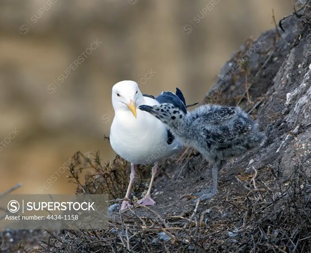 USA, California, Pismo Beach, Western Gull and Chick (Larus occidentalis)