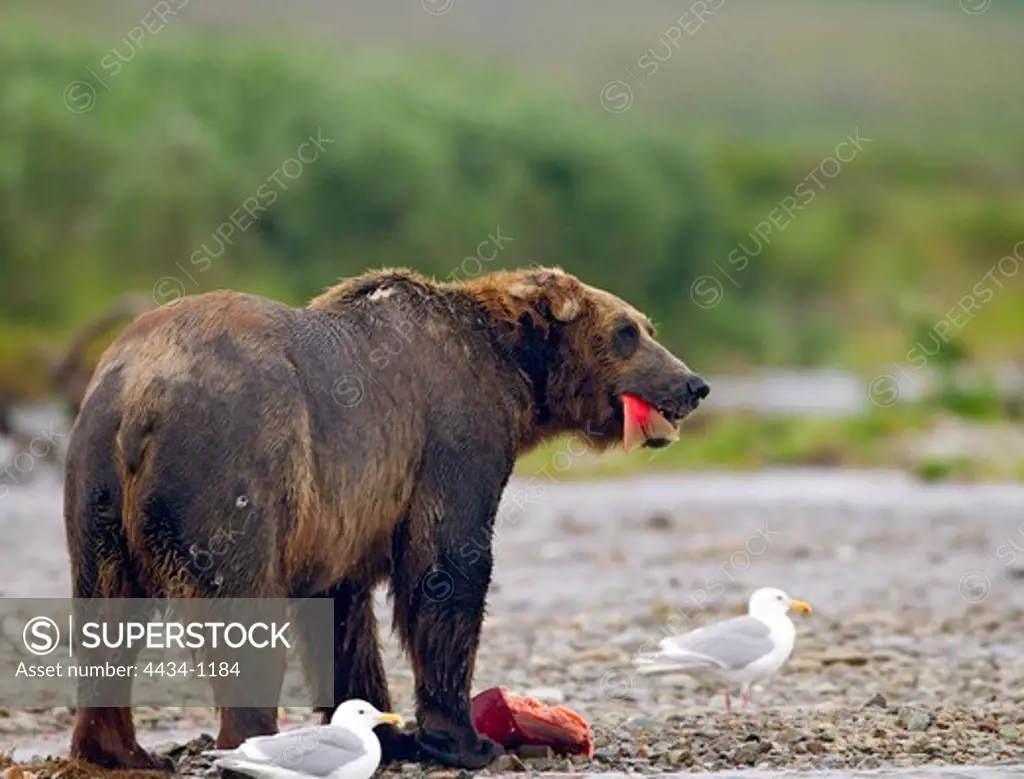 Brown Bear (Ursus arctos) eating Salmon, Moraine Creek, Alaska, USA