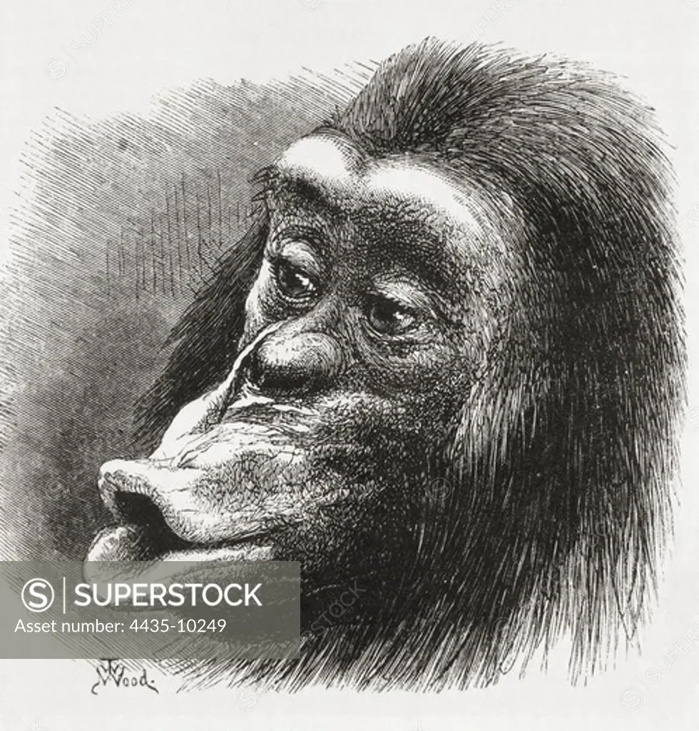 DARWIN, Charles Robert (1809-1882). British naturalist, author of the theory of evolution by natural selection. Illustration of a primate to show the expression of the emotions in men and animals. Etching.