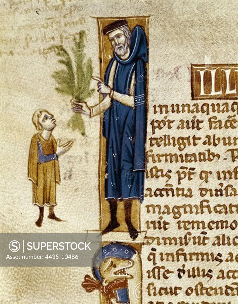 Galen of Pergamum (129-c. 216). Greek physician, anatomist and therapist.; CREMONE, Gerard  de (1114-1187). Latin translator. Ms 413 f.92v of medicinal plants, illustration from Claudius Galenus' 'Treatise on Medicine' translated in the 12th c. by Gerard de Cremone. Miniature Painting. FRANCE. PICARDY. AISNE. Laon. Bibliothque municipale de Laon (Municipal Library of Laon).