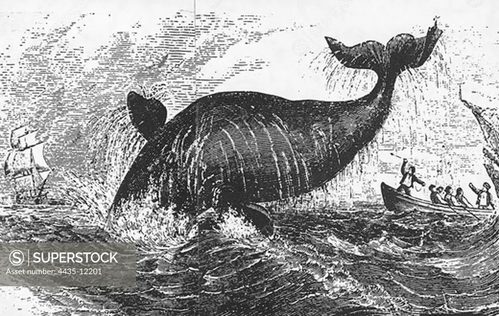 MELVILLE, Herman (1819-1891). American novelist. Moby Dick. Engraving.