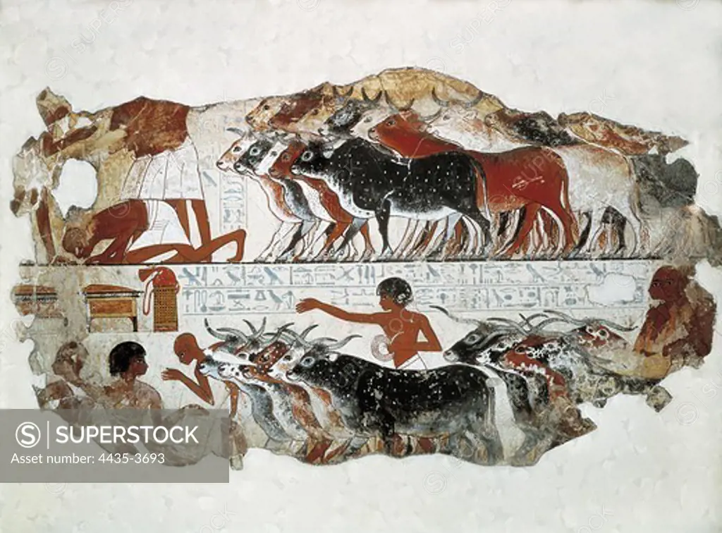 Cattle brought for inspection. ca. 1350 BC. 18th Dynasty. Wall painting from the tomb of Nebamun. Egyptian art. New Kingdom. Painting. UNITED KINGDOM. ENGLAND. London. The British Museum. Proc: EGYPT. QUENA. Luxor. Thebes.