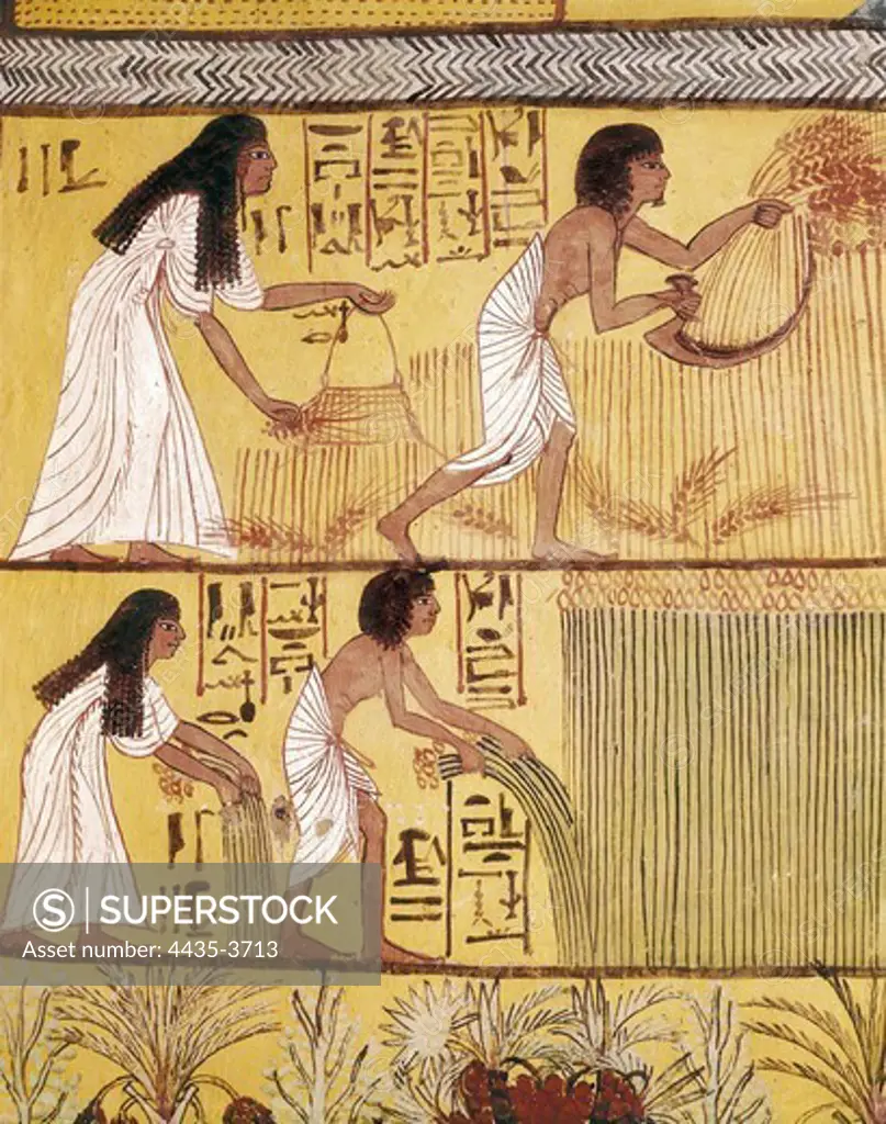 Tomb of Sennedjem. 1306 -1290 BC. EGYPT. Dayr al-Bahri. Valley of the Artisans. Tomb of Sennedjem. Sennedjem and his wife Lyneferti reaping. Egyptian art. New Kingdom. Painting.