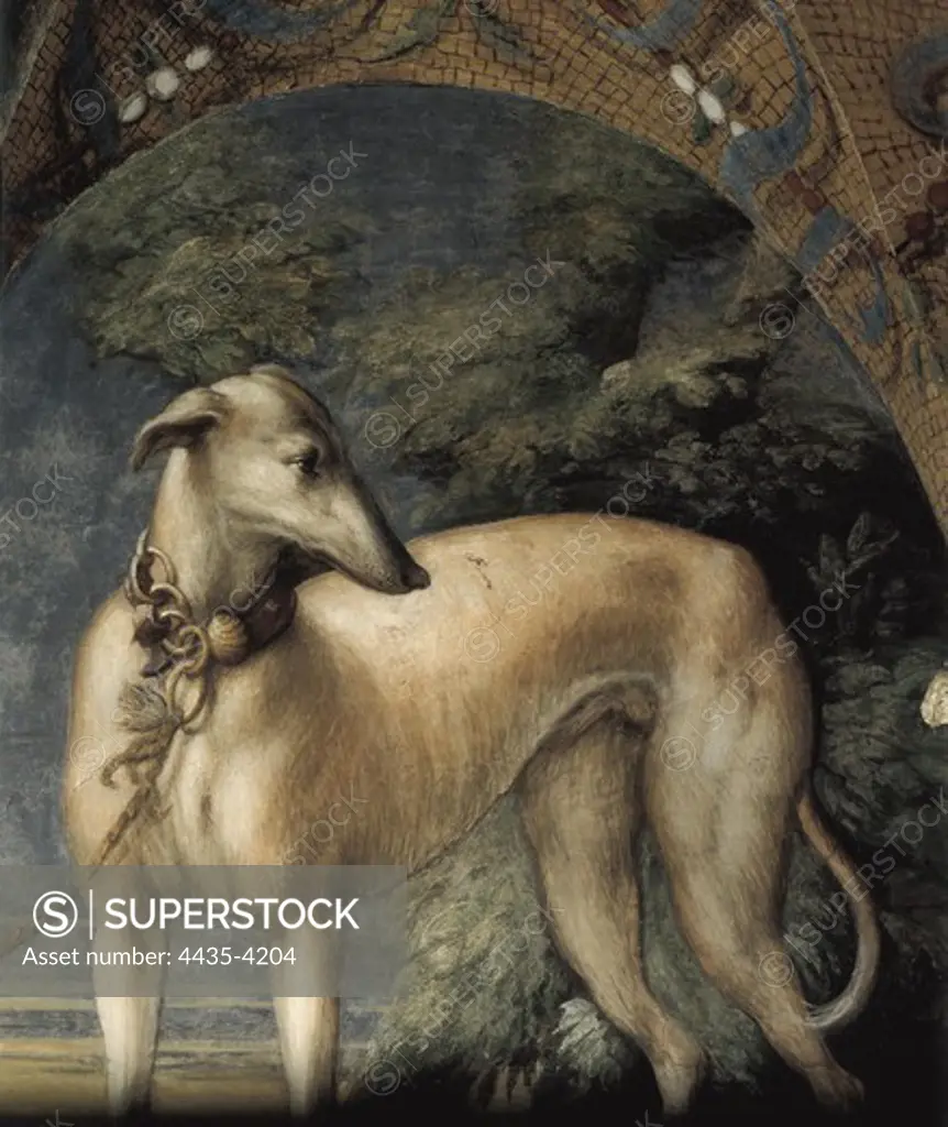 PARMIGIANINO, Francesco Mazzola, called Il (1503-1540). Legend of Artemis and Actaeon. 1523. ITALY. Fontanellato. La Rocca. Detail. Greyhound. Renaissance art. Cinquecento. Fresco.