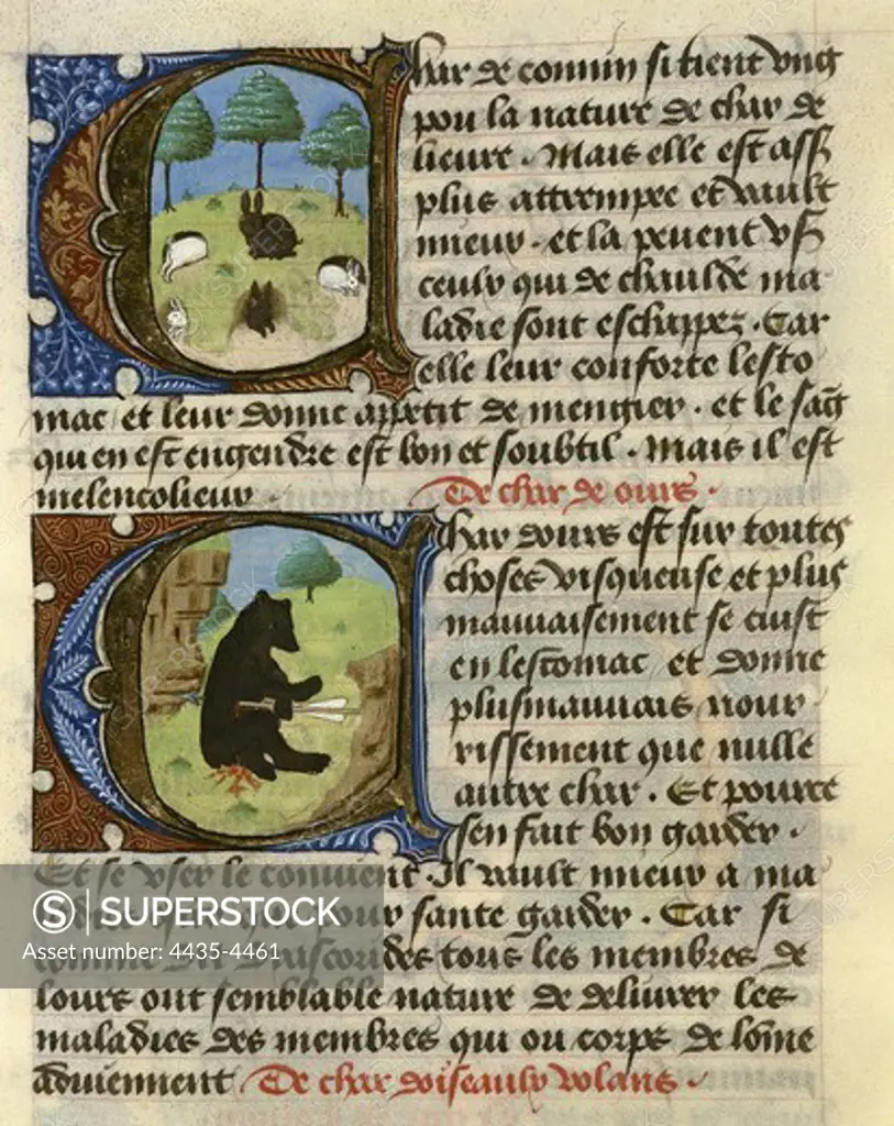 FIRENZE, Aldebrando da (14th century). Treatise on medicine. 1356. FIRENZE, Aldebrando da (14th century). Fol. 172. The rabbit and bear. Gothic art. Miniature Painting. PORTUGAL. Lisbon. Ajuda Library.