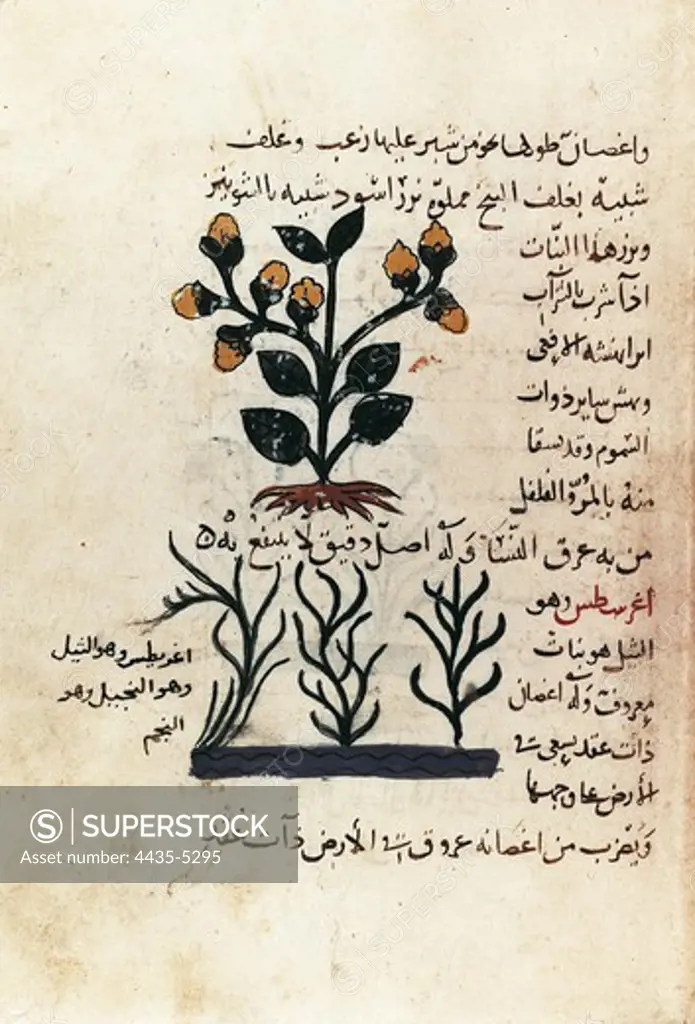 Arab manuscript depicting a plant (d. 138. f. 102 r.). Miniature Painting. UNITED KINGDOM. ENGLAND. SOUTH EAST ENGLAND. Oxford. Bodleian Library.