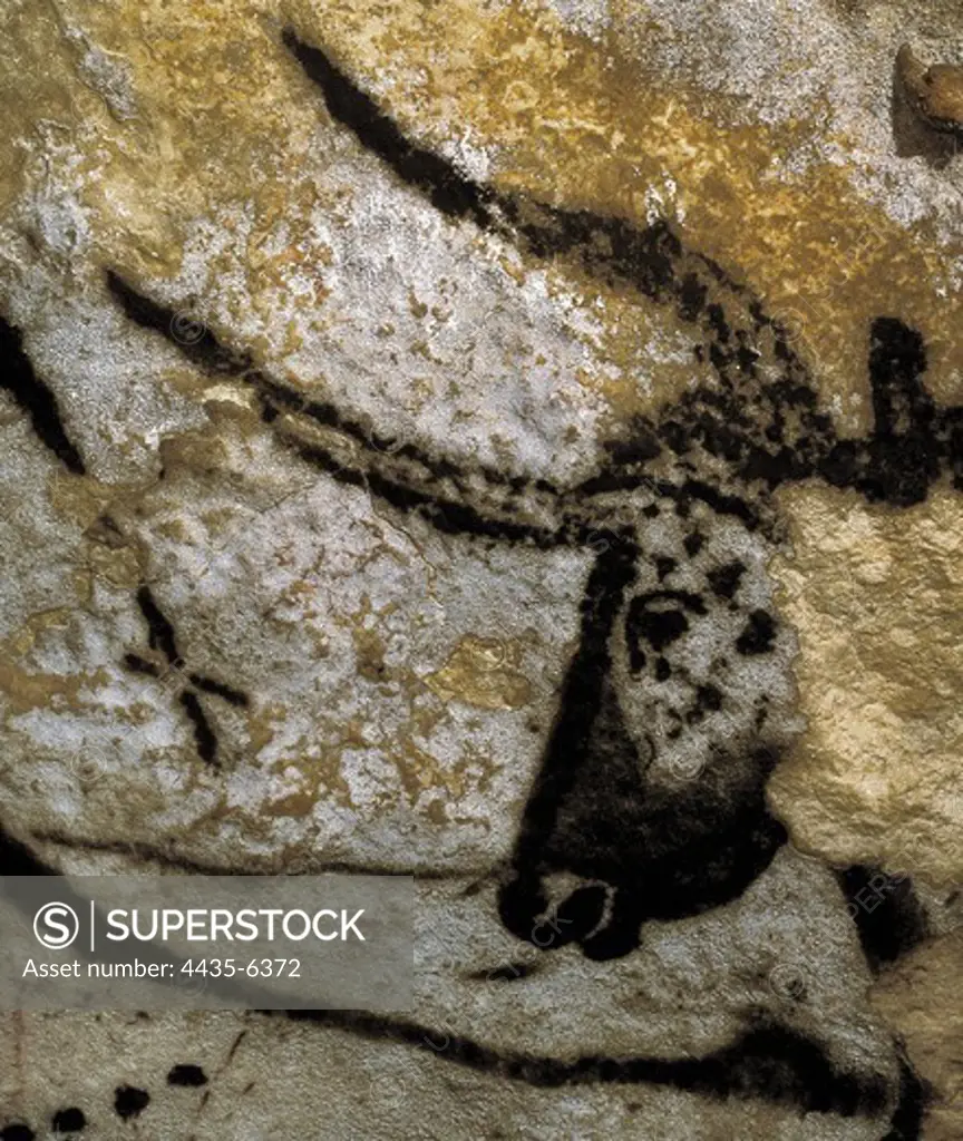 FRANCE. Montignac. The Cave of Lascaux. Bull head, situated at the right wall in the great hall. Upper Paleolithic. Magdalenian. Cave.