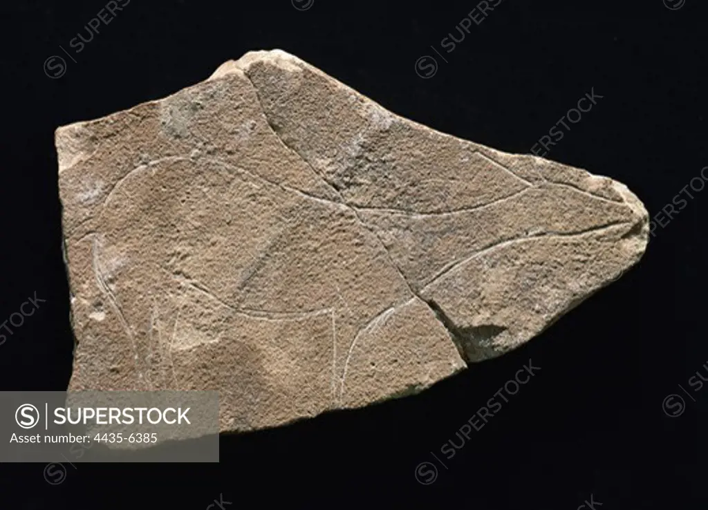 Hind on limestone. Upper Paleolithic. Solutrean. Petroglyph. SPAIN. Valencia. Valencia's Prehistory and Cultures Museum. Proc: SPAIN. VALENCIAN COMMUNITY. VALENCIA. Barx. Parpall Cave.