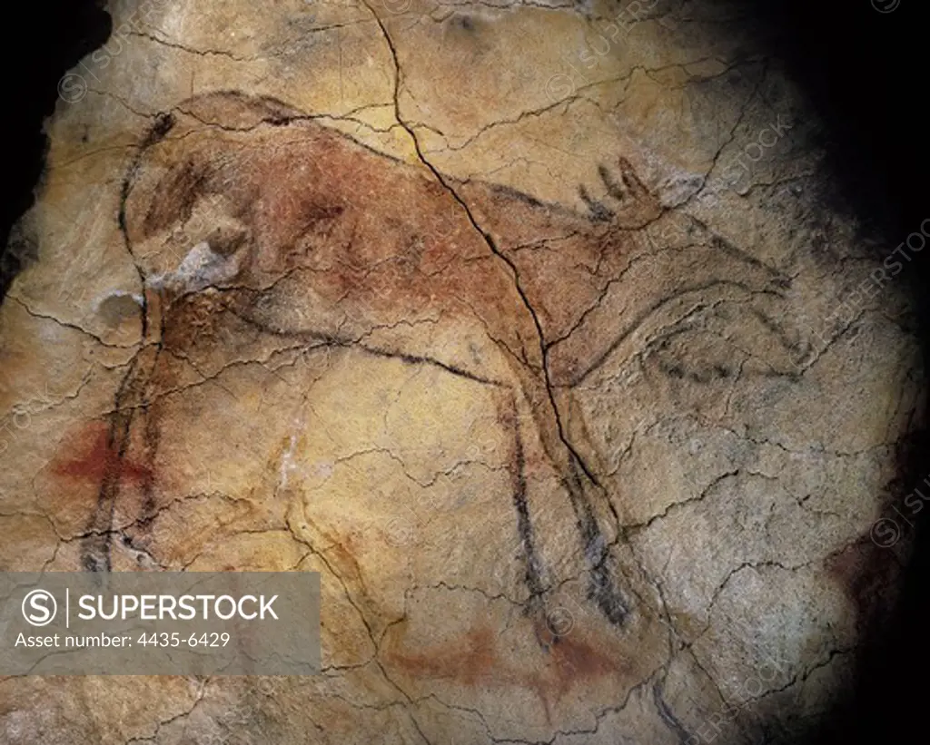 SPAIN. Santillana de Mar. Altamira Caves. Red female deer painted on the roof of the Polychrome Ceiling. Upper Paleolithic. Magdalenian. Cave.