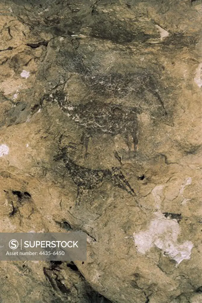 SPAIN. Bicorp. La Ara-a Cave. Deers and goats (8000-7000 BC). Mesolithic art. Cave.