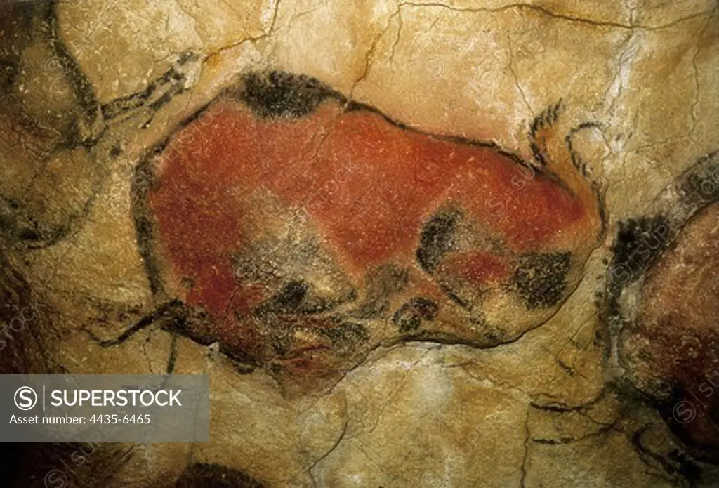 SPAIN. Santillana de Mar. Altamira Caves. Bison. Upper Paleolithic. Magdalenian. Cave.