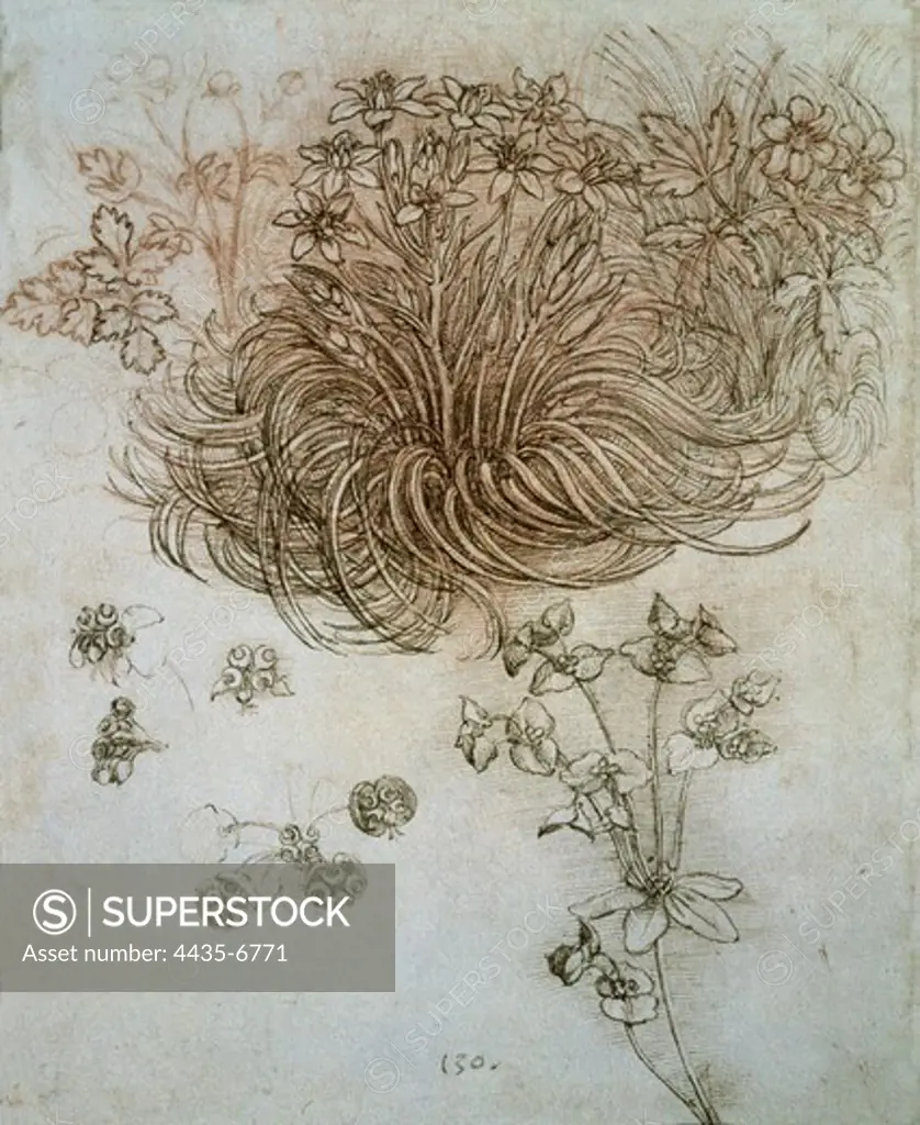 Study of plants and flowers. Renaissance art. Drawing.