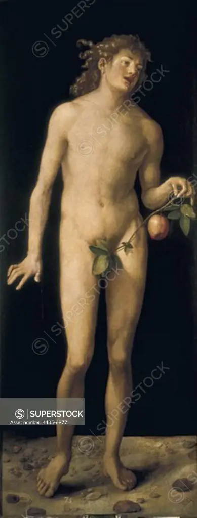 DURER, Albrecht (1471-1528). Adam. 1507. Renaissance art. Oil on wood. SPAIN. MADRID (AUTONOMOUS COMMUNITY). Madrid. Prado Museum.