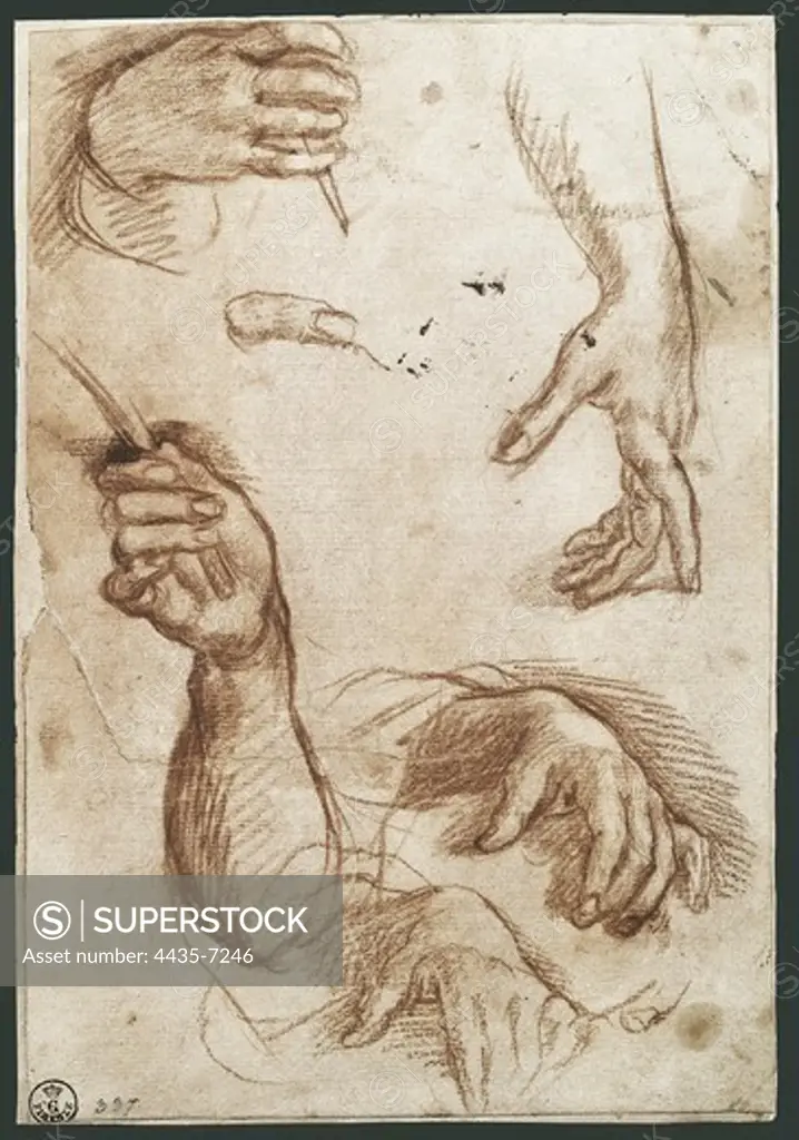 SARTO, Andrea del (1486-1531). Study of Hands. beg. 16th c. Charcoal drawing. Baroque art. Drawing. ITALY. TUSCANY. Florence. Galleria degli Uffizi (Uffizi Gallery).