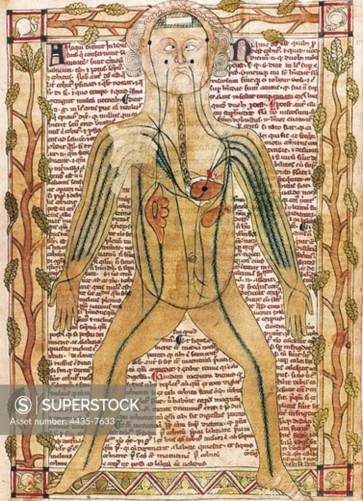Ashmole manuscript 399 (1292). 'Treatise on the human body'. Arterial and venous system (fol. 19r.). Miniature Painting. UNITED KINGDOM. ENGLAND. SOUTH EAST ENGLAND. Oxford. Bodleian Library.