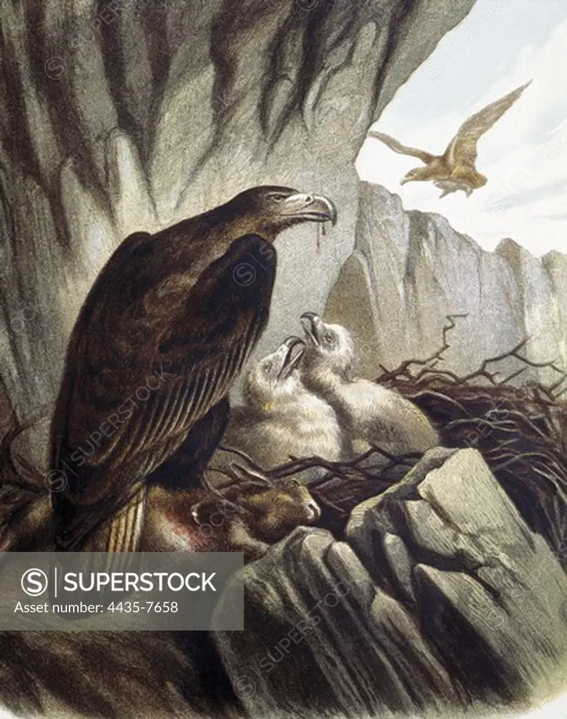Eagles with their young. Engraving after a drawing by a F.Padr. Engraving.
