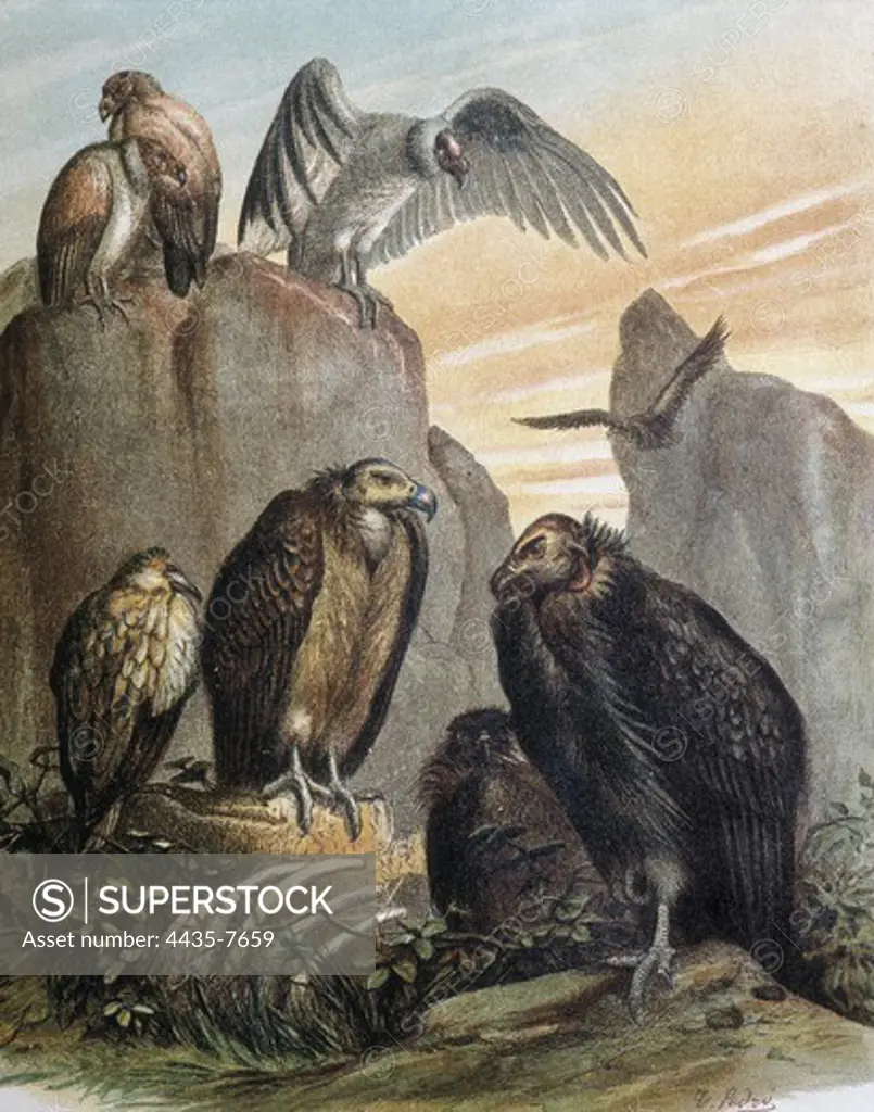 Vultures. Engraving after a drawing by a F.Padr.