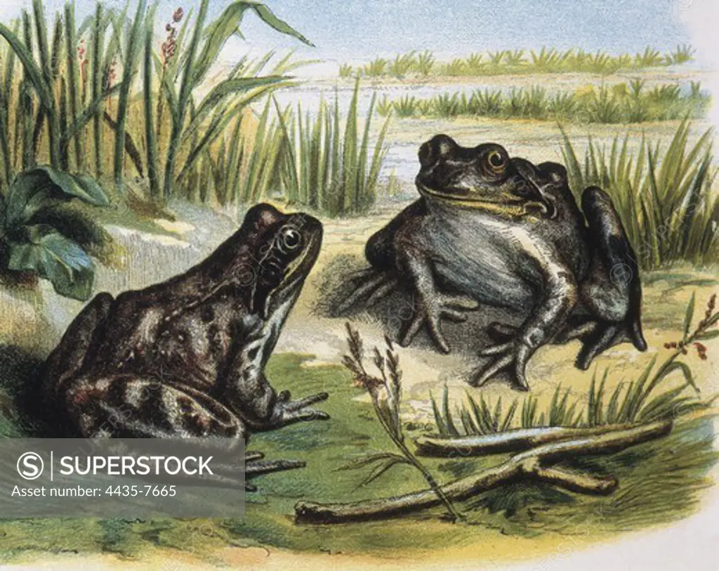 European Common Frog. Amphibians. Engraving after a drawing by a F.Padr. Engraving.
