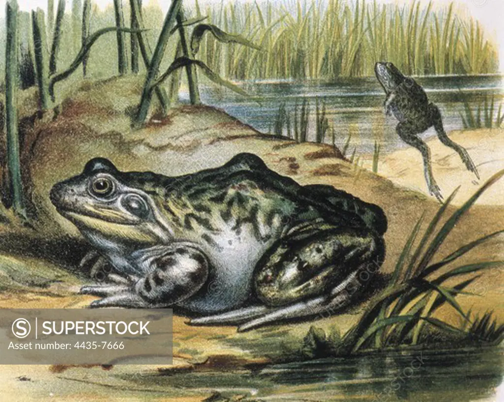 Bullfrog. Ranidae amphibian. Engraving from a painting by F.Padr. Engraving.