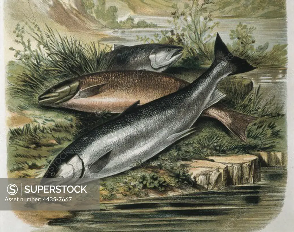Salmons. Engraving after a drawing by a F.Padr. Engraving.