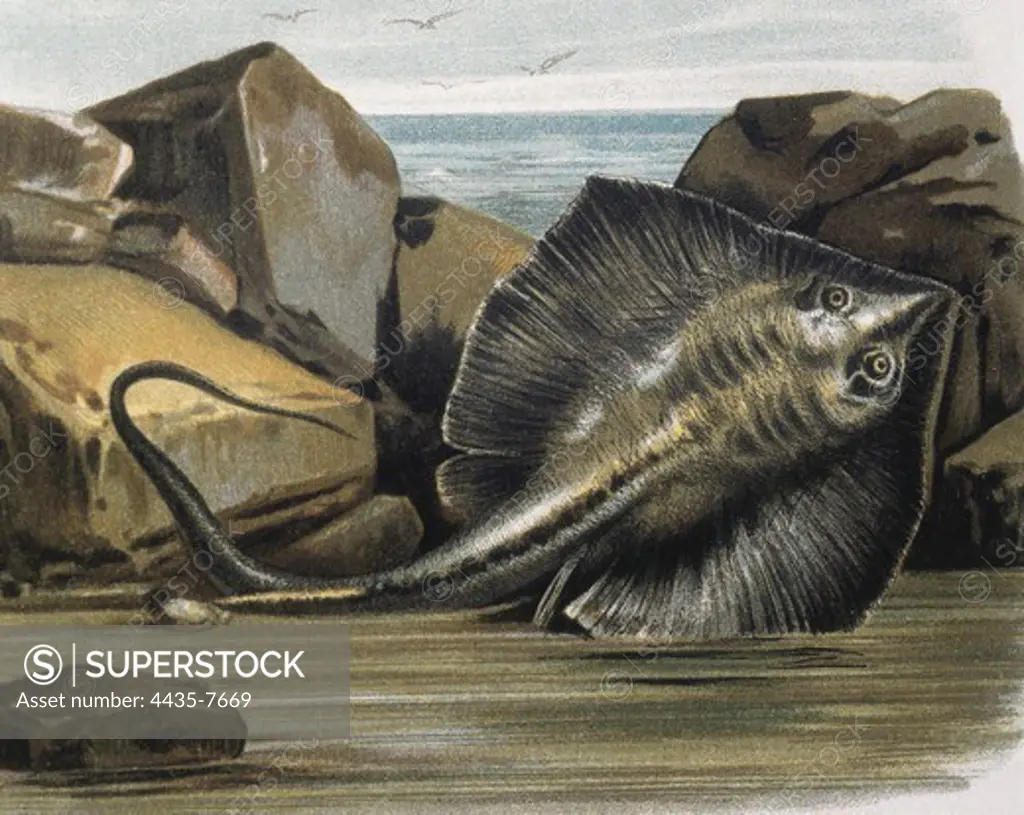 Common stingray(Trygon pastinaca). Engraving after a drawing by a F.Padr. Engraving.