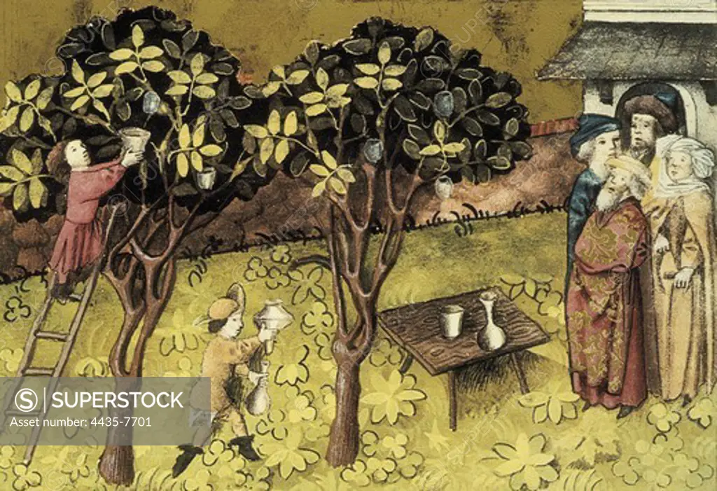 THOMAS of CantimprŽ (1201-1276). Codex Granatensis: De natura rerum. 15th c. Illustration about balm. Edition of Granada of the original of the 13th C. Gothic art. Miniature Painting. SPAIN. ANDALUSIA. Granada. Granada University Library.