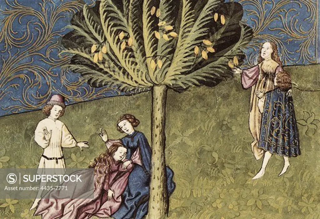 THOMAS of CantimprŽ (1201-1276). Codex Granatensis: De natura rerum. 15th c. Illustration about the date palm. Edition of Granada of the original of the 13th C. Gothic art. Miniature Painting. SPAIN. ANDALUSIA. Granada. Granada University Library.
