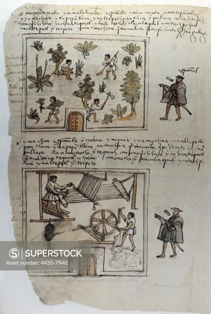 Codex Osuna (Cdice Osuna). 16th c. Manuscrit written in nauhtl and spanish, that compiles the acusations against the Viceroy de Mexico Luis Velasco, gathered by Jernimo de Valderrama in 1563-1565. Scenes of agriculture and the textile industry. Page 38 v. Miniature Painting. SPAIN. MADRID (AUTONOMOUS COMMUNITY). Madrid. National Library.