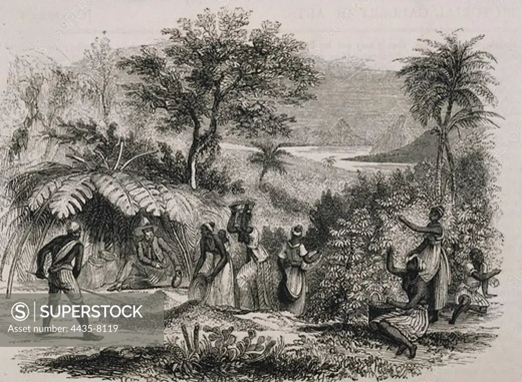 Coffee plantation in Brazil. Illustration from 'Travels'. Engraving.