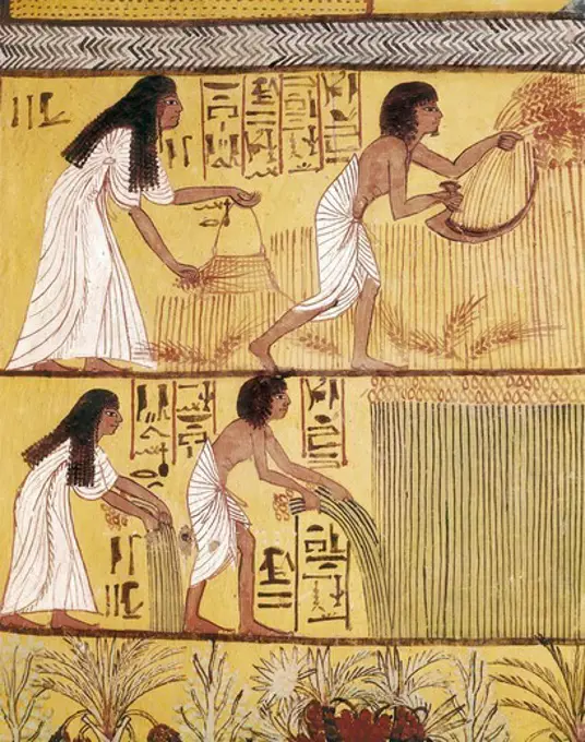 Tomb of Sennedjem. 1306 -1290 BC. EGYPT. Dayr al-Bahri. Valley of the Artisans. Tomb of Sennedjem. Sennedjem and his wife Lyneferti reaping. Egyptian art. New Kingdom. Painting.