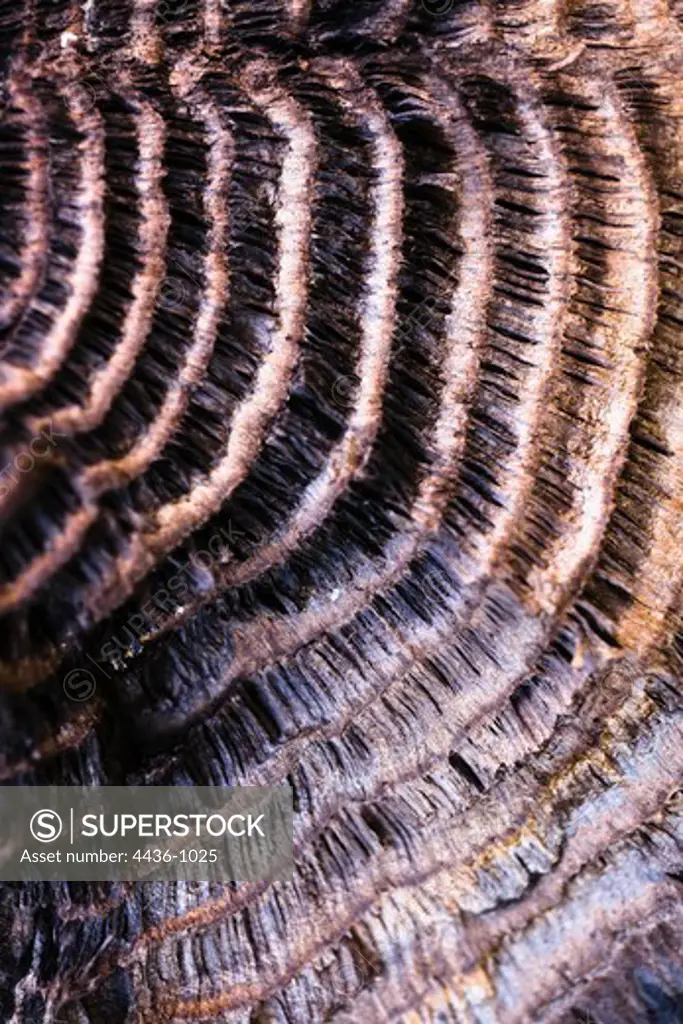King Alfred's Cake or Cramp Ball (Daldinia concentrica) mushroom, close-up