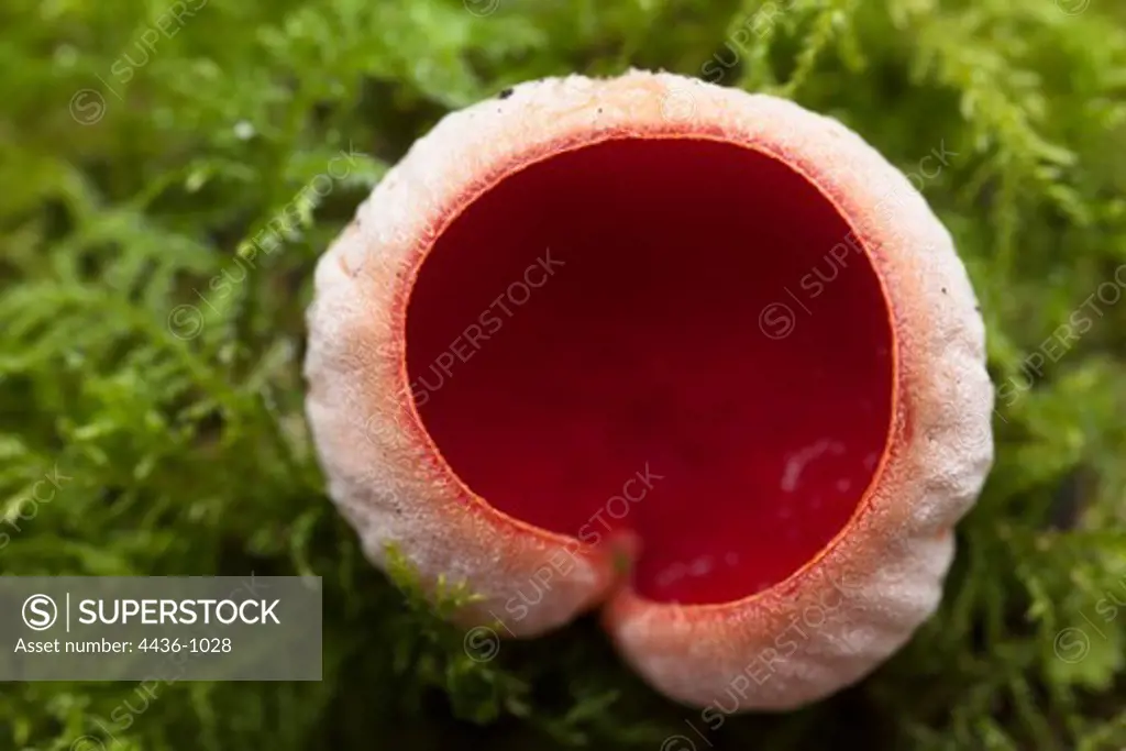 Scarlet Elf Cup (Sarcoscypha austriaca) in moss, above view