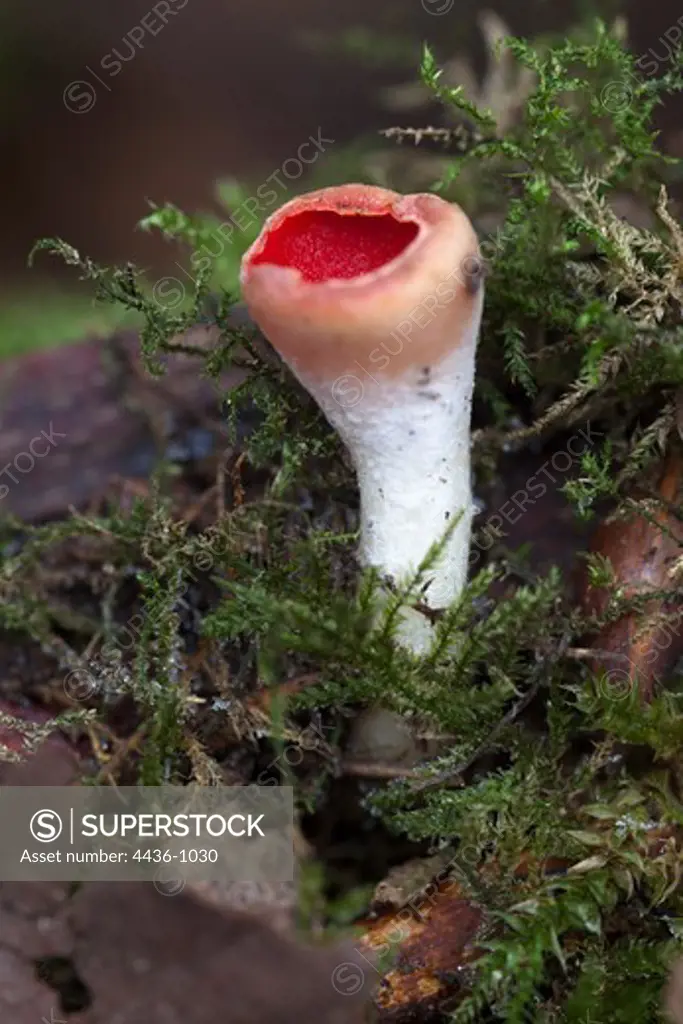 Young Scarlet Elf Cup (Sarcoscypha austriaca) on moss