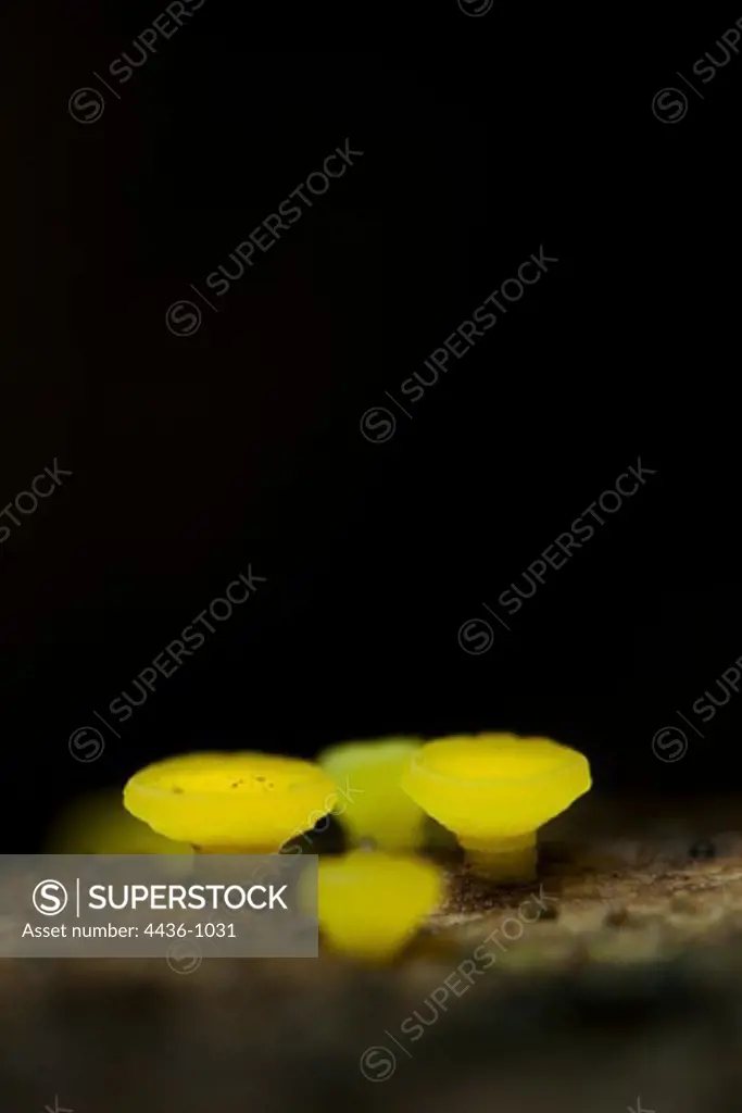 Lemon Disco mushroom (Bisporella citrina) in macro