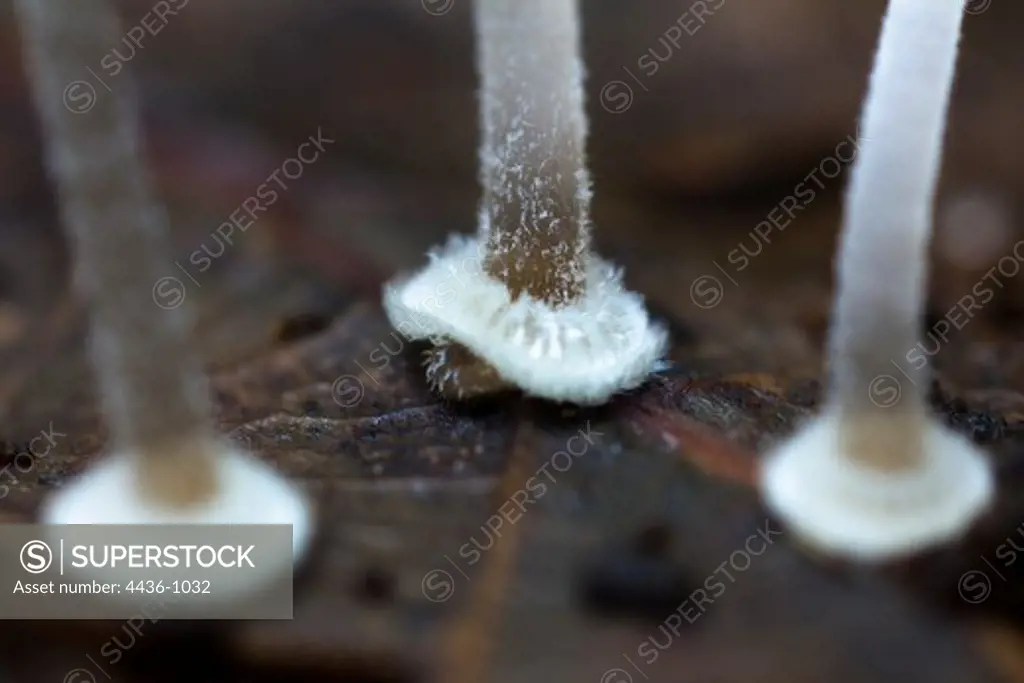 Close-up of Bulbous Bonnet (Mycena stylobates) mushroom stipes in macro