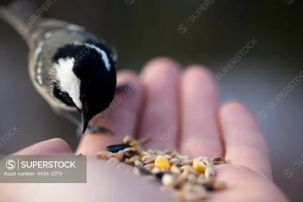 UK, Scotland, Cairngorms National Park, Hand feeding habituated Coal Tits (Periparus ater)
