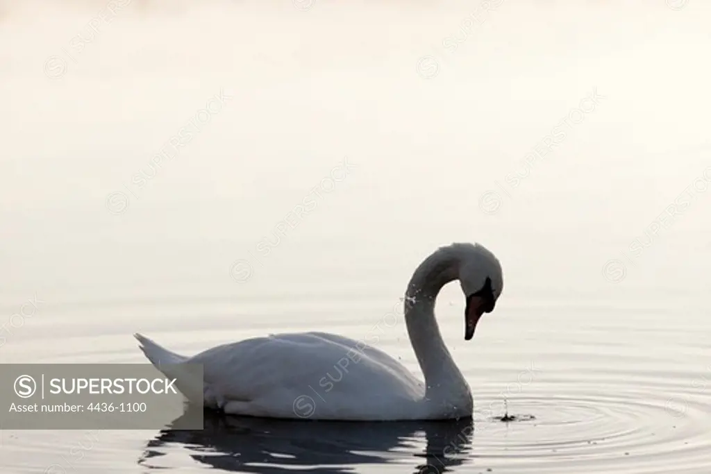 Mute Swan (Cygnus olor) in a pond