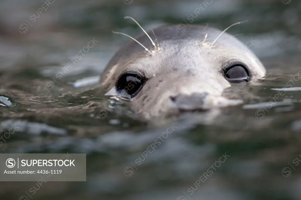 Grey seal (Halichoerus grypus), Bass Rock, Firth of Forth, Scotland